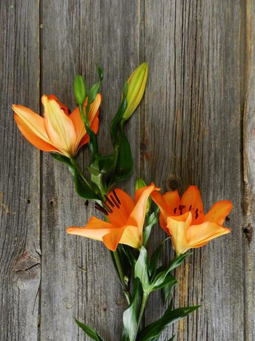 PUMA  ORANGE L.A. HYBRID LILIES